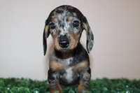 Damian, a male Miniature Dachshund for sale in Chula Vista, CA – 1 of 4