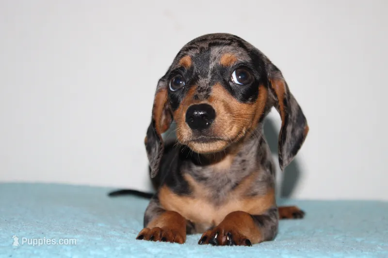 Damian – Miniature Dachshund puppy for sale in Chula Vista, CA