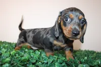 Micky, a male Miniature Dachshund for sale in San Diego, CA – 7 of 7