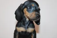 Max, a male Miniature Dachshund for sale in San Diego, CA – 5 of 5