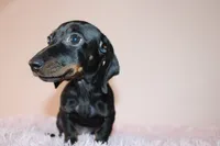 Sofi, a female Miniature Dachshund for sale in San Diego, CA – 5 of 6