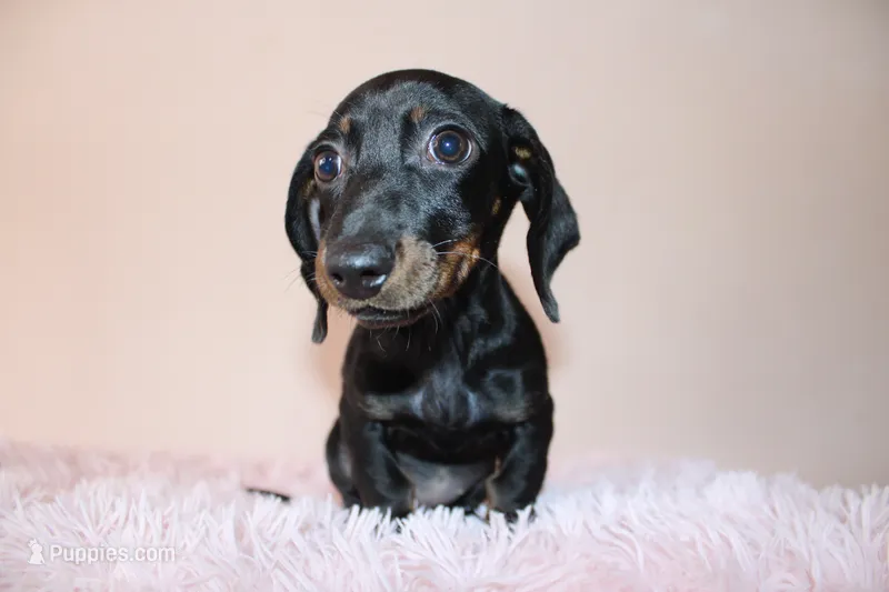 Sofi – Miniature Dachshund puppy for sale in San Diego, CA