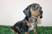 Charly, a male Miniature Dachshund for sale in San Diego, CA – 7 of 7