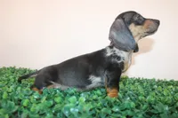 Jack, a male Miniature Dachshund for sale in San Diego, CA – 5 of 7