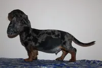 Kenny, a male Miniature Dachshund for sale in Chula Vista, CA – 5 of 7