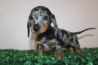 Damian, a male Miniature Dachshund for sale in Chula Vista, CA – 4 of 4