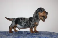 Kenny, a male Miniature Dachshund for sale in Chula Vista, CA – 6 of 7