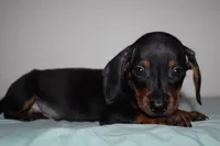 Max, a male Miniature Dachshund for sale in San Diego, CA – 5 of 5