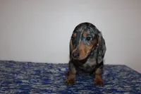 Kenny, a male Miniature Dachshund for sale in Chula Vista, CA – 4 of 7