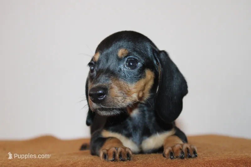 Max – Miniature Dachshund puppy for sale in San Diego, CA