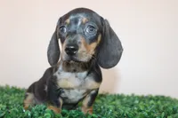 Jack, a male Miniature Dachshund for sale in San Diego, CA – 7 of 7