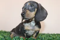 Jack, a male Miniature Dachshund for sale in San Diego, CA – 1 of 7