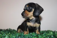 Gerry, a male Miniature Dachshund for sale in San Diego, CA – 5 of 5