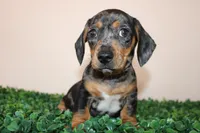 Charly, a male Miniature Dachshund for sale in San Diego, CA – 3 of 7