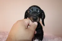 Sofi, a female Miniature Dachshund for sale in San Diego, CA – 6 of 6