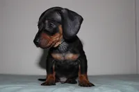 Max, a male Miniature Dachshund for sale in San Diego, CA – 3 of 5