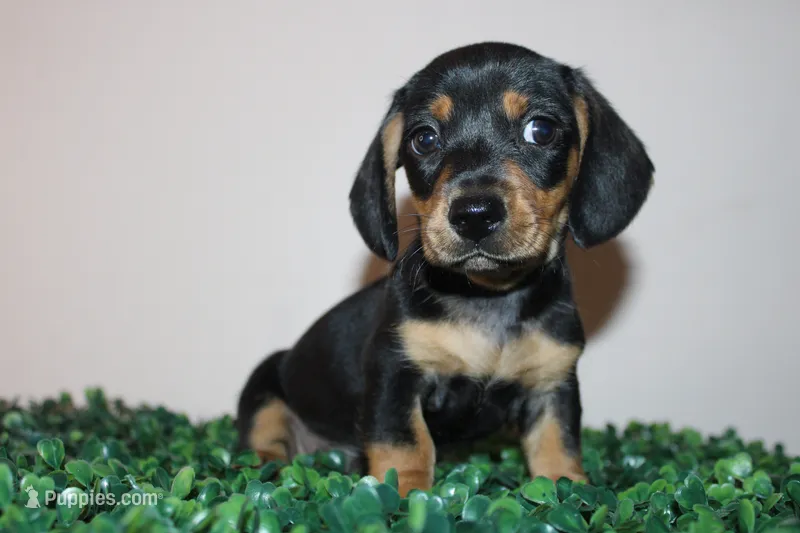 Gerry – Miniature Dachshund puppy for sale in San Diego, CA