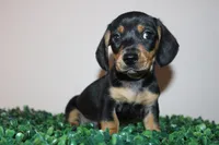 Gerry, a male Miniature Dachshund for sale in San Diego, CA – 1 of 5
