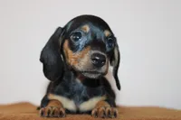 Max, a male Miniature Dachshund for sale in San Diego, CA – 2 of 5