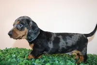 Micky, a male Miniature Dachshund for sale in San Diego, CA – 5 of 7