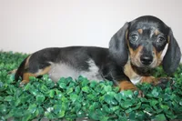 Jack, a male Miniature Dachshund for sale in San Diego, CA – 2 of 7