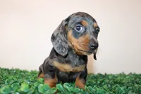 Micky, a male Miniature Dachshund for sale in San Diego, CA – 2 of 7
