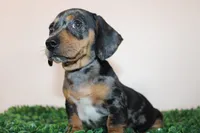 Charly, a male Miniature Dachshund for sale in San Diego, CA – 2 of 7