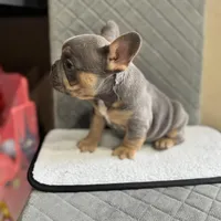 Blue, a male French Bulldog for sale in Hiram, GA – Photo 2 of 5