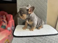 Blue, a male French Bulldog for sale in Hiram, GA – Photo 2 of 5