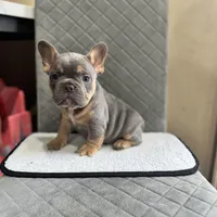 Blue, a male French Bulldog for sale in Hiram, GA – Photo 4 of 5