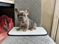 Blue, a male French Bulldog for sale in Hiram, GA – Photo 4 of 5