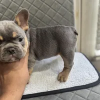 Blue, a male French Bulldog for sale in Hiram, GA – Photo 3 of 5