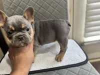 Blue, a male French Bulldog for sale in Hiram, GA – Photo 3 of 5
