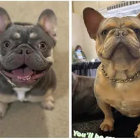 Blue, a male French Bulldog for sale in Hiram, GA – Photo 5 of 5