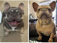 Blue, a male French Bulldog for sale in Hiram, GA – Photo 5 of 5