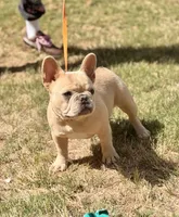 Daisy, a female French Bulldog for sale in Hiram, GA – 2 of 6