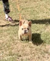 Daisy, a female French Bulldog for sale in Hiram, GA – 3 of 6