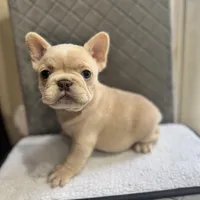 Daisy, a female French Bulldog for sale in Hiram, GA – Photo 3 of 5