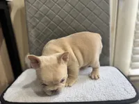 processed/6b3c46e3-6bb4-44b2-95a3-5e15bb979281/listing/b5d41ea8-8921-44f7-929c-bb248e79ed11/90c419ff-b307-4e85-badd-6b11c5f2a92d