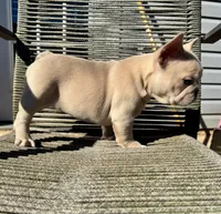 Daisy, a female French Bulldog for sale in Hiram, GA – Photo 4 of 5