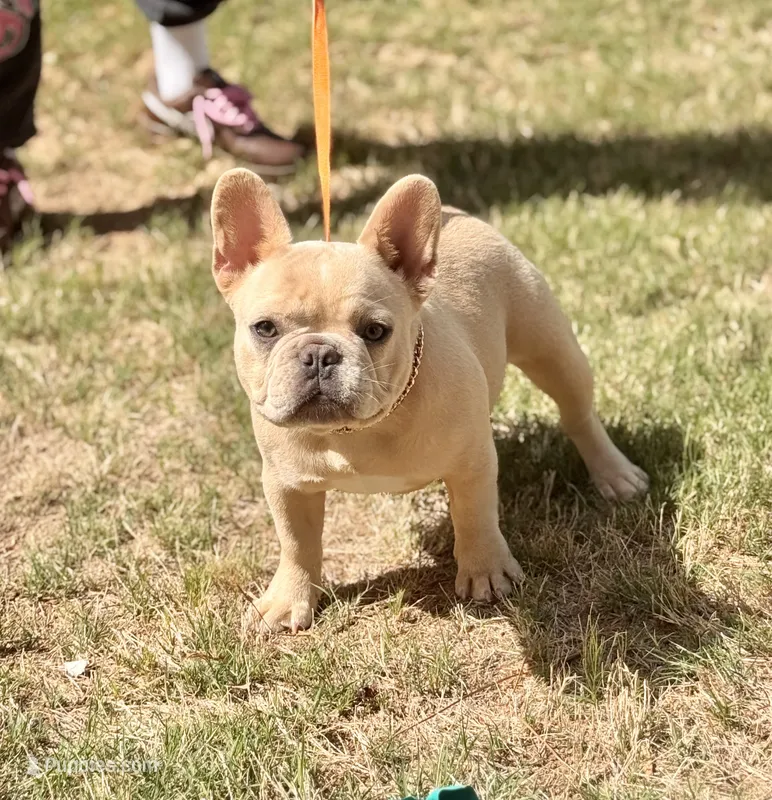 Daisy – French Bulldog puppy for sale in Hiram, GA