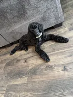 Onyx, a male Poodle - Standard  for sale in Clayton, NC – 1 of 1
