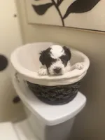 Pixie, a female Bichpoo for sale in University Park, IL – 8 of 8