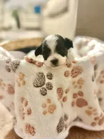 Milo, a male Bichpoo for sale in University Park, IL – 2 of 3