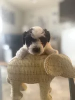 Pixie, a female Bichpoo for sale in University Park, IL – 4 of 8