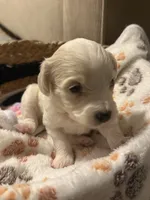 Biscuit , a male Bichpoo for sale in University Park, IL – 2 of 3
