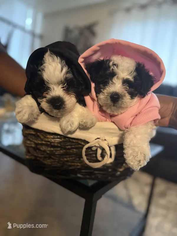 Yin – Bichpoo puppy for sale in University Park, IL
