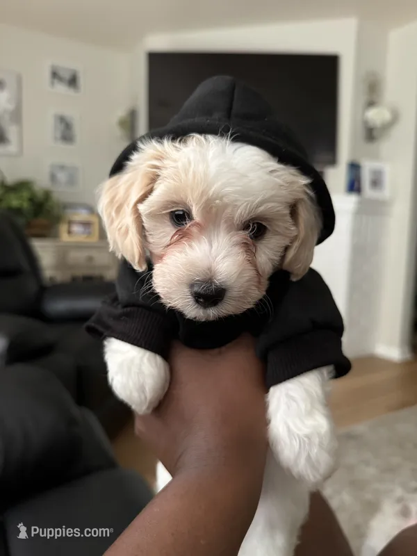 Biscuit  – Bichpoo puppy for sale in University Park, IL