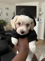 Biscuit , a male Bichpoo for sale in University Park, IL – 1 of 8