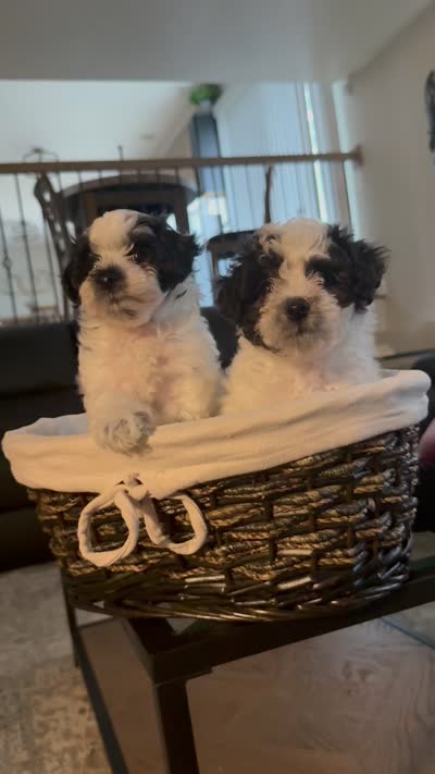 Yin, a male Bichpoo for sale in University Park, IL – 7 of 7